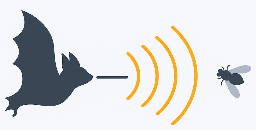 chauve-souris